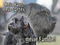 Schnauzer RIESENSCHNAUZER Hundeschild SCHILD Türschild Metall Warnschild NEU #5