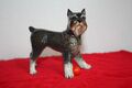  Original Goebel Hund  Schnauzer, mit rotem Ball Porzellan Figur Nr. 517