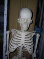Anatomie Skelett auf Ständer 85cm