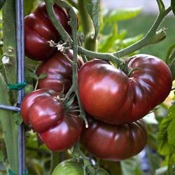  10  Tomatensamen Black Krim" süsser ist keine " Samen Saatgut Sämereien Tomaten