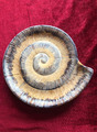 Maritim, mediterraner Deko Teller Schnecke / Muschel  Keramik ca. 26 cm ø