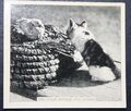 Katze & sitzende Ente Vintage Fotokarte NP