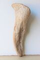 Treibholz Schwemmholz Driftwood 1 knorrige Skulptur Dekoration 43 cm **213**