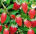 Monats Erdbeere »Rügen« Samen, Fragaria vesca, sehr aromatisch wie Walderdbeeren