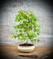 Acer palmatum - Japanischer Fächerahorn BONSAI / 9 Years Old