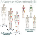 Menschliches Skelett Lebensgroß Knochen Anatomie inkl. Ständer 180cm 80cm MedMod