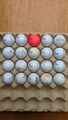 20 Golfbälle Wilson DX2 Soft,gebr., keine Lakeballs,  Zustand ok(#05)