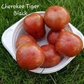 Tomate Cherokee Tiger Black (Dwarf) , mind. 10 Samen, Tomatensamen