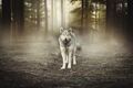 VLIES Fototapete-WOLF-(3623V)-Wald Tiere Hunde Natur Nebel Bäume Wölfe Bären XXL