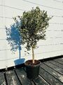 Sunny Tree - 10-jährig Olivenbaum - Olea Europaea - 100 cm - Winterhart bis -18