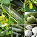 ZUCCHINI 7 SORTEN MIX RUNDE GELBE WEIßE BLACK BEAUTY PATISSON ... 20 SAMEN