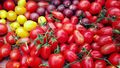 Tomaten fürs Freiland robuste und regentolerante Sorten Samen zum Aussuchen