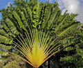 Ravenala madagascariensis - Baum der Reisenden - 10 Samen Top Qualität