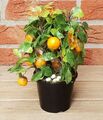 Topfpflanze Orangenbäumchen Kunstblumen Schmetterling Dekoration