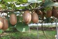 2 winterharte Kiwi schnellwüchsige exotische Obst Pflanzen für den Garten Deko