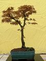 Joe Bonsai Acer Pal. Rarität " Katsura " Jap.Fächerahorn  Ahorn  Schale  Neu