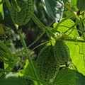 20 Samen Mexikanische Minigurke Wassermelonen-Gurke Melothria scabra Gurkensamen