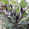 Chilisamen  Black Tiger/Long Black Chili Chilli neue Ernte für Balkon super 🌶️