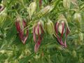 Campanula punctata 'Pink Octopus', Gepunktete Glockenblume