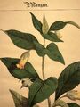 Atropa Belladonna Antik Lithographie 1838 Pflanzen Handkoloriert Illustration