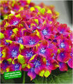 Freiland-Hortensien SAXON® Schloss Wackerbart 1 Pflanze Hydrangea macrophylla