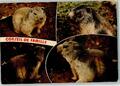 10371681 - Les marmottes Murmeltiere AK Tier