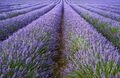 1000 Samen Echter Lavendel Lavandula angustifolia Bienenweide Duft Blüten