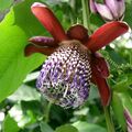 Winged-stem Passionflower (Passiflora alata)  - 5 seeds