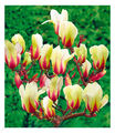 Magnolie "Sunrise",1 Pflanze