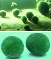 Moosball Schwimmpflanzen für den Gartenteich Teich Filterpflanzen Teichpflanzen