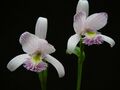  Pogonia ophioglossoides / Moor-Pogonie  - Moororchidee