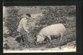 AK La Récolte de la Truffe en Périgord, La bête cavée, Mann mit Trüffelschwein 