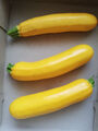 15 Samen Zucchini gelb, ertragreich, aus biologischem Anbau