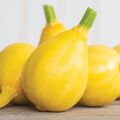 Zucchini LEMON SQUASH 10 Samen CUCURBITA PEPO samenfest BESONDERS ertragreich