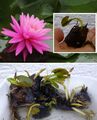 Rosa Zwerg-Seerose schnellwachsende Aquariumpflanzen gegen Algen im Aquarium