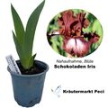 Schokoladen Iris, frische winterfeste Pflanze, Iris barbata elatior “Chocolate“