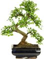 Bonsai Baum mit Keramik Blumentopf - Chinese Elm - ca. 8 Jahre ca. 32-40 cm hoch