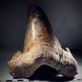Otodus Sokolovi - West Sahara / Megalodon Vorfahre / Riesen Hai