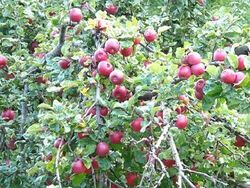 Asiatischer Wildapfel Ur-Apfel Altai-Apfel 5 Samen einfache Anzucht