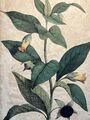Atropa Belladonna Antik Lithographie 1838 Pflanzen Handkoloriert Illustration