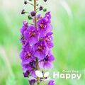 TEMPTRESS BLUMENMISCHUNG - Mullein - 3000 Samen - Verbascum phoeniceum - Blume