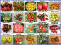  Tomate Set 1: Tomatensamen samenfest 20 Arten Saatgut Saat aus Deutschland 