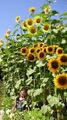 winterharte Riesen-Sonnenblumen schnellwüchsig exotische Pflanzen für den Garten