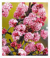 Duft-Schneeball "Dawn" Viburnum bodnantense Winterschneeball 1 Pflanze