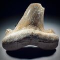 Otodus Sokolovi - West Sahara / Megalodon Vorfahre / Riesen Hai