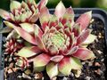 Sempervivum "First Lady" - Eigene Züchtung, 2 Ableger