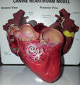 Hundeherz - Herzwurm - Anatomie Modell mit Beschreibung