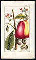 Antiker Flora-Druck-ANACARDIUM OCCIDENTALE-CASHEW-NUSSBAUM-Zorn-1796