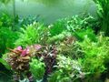 50 Aquariumpflanzen Bunter Mix Aquarium Stängelpflanzen gegen Algen 