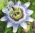 10 Samen Blaue Passionsblume (Passiflora caerulea), Maracuja, Passionsfrucht